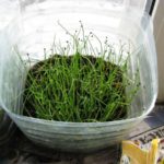 Semis de semences plantées dans le sol en mai