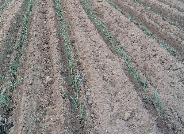 Les rainures sont préparées pour la plantation de semis
