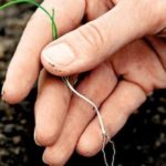 Plants de poireaux enracinés