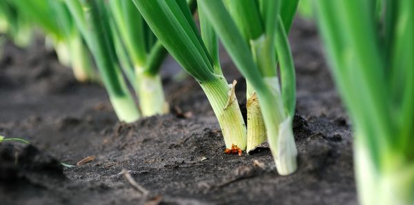 Pour une bonne récolte, le désherbage et le desserrage doivent être effectués régulièrement.
