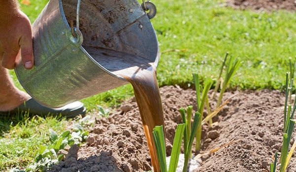 Le poireau réagit bien à la fertilisation avec une solution de molène