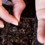 يمكن زراعة البذور في حاويات معدّة مسبقاً