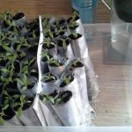 في حفاضات مع التربة واحدا تلو الآخر