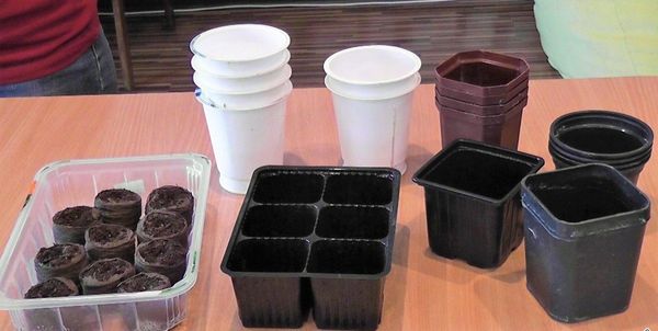 هناك حاجة إلى السعات التي يبلغ ارتفاعها 12 سم لزرع الشتلات ، وتكون الأكواب مناسبة بعد الغطس