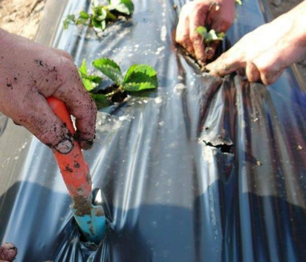 Plant de fraises Cime plantée à une grande distance les unes des autres.