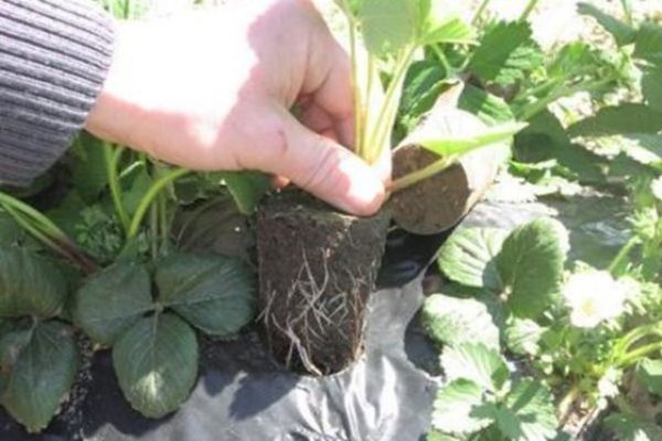 Засаждане на ягоди