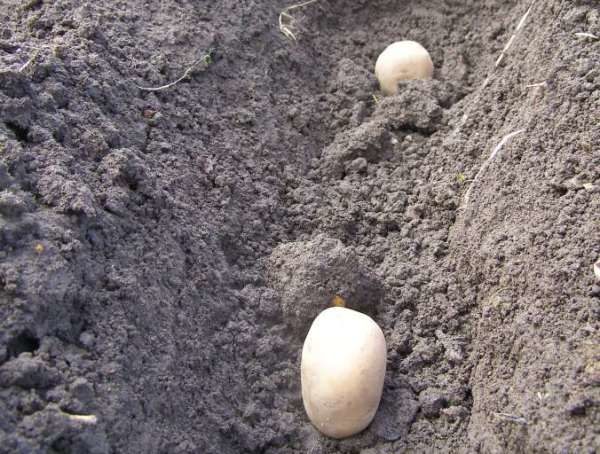 Il periodo migliore per piantare varietà di patate Blue è l'inizio di maggio