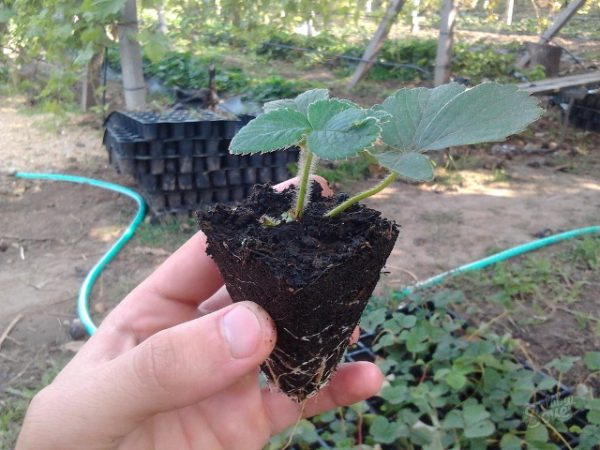 Transplante de mudas de morango para abrir o solo