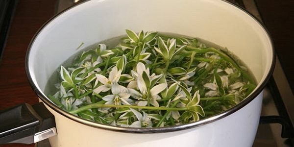 Infusion indienne à l'arc