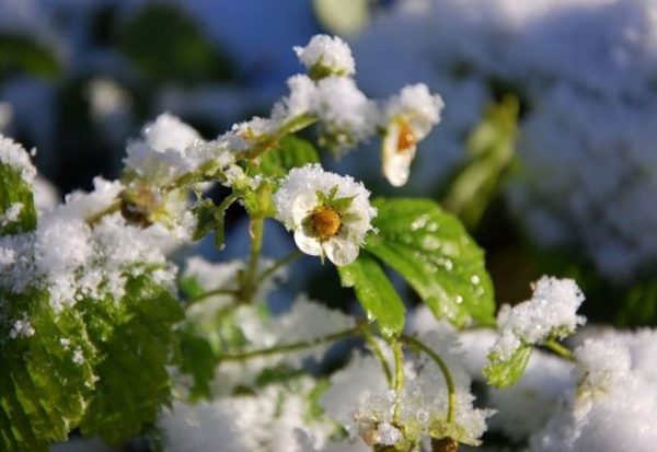 Fleur de fraise sous la neige