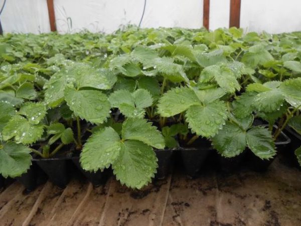 Clei ягоди фиданки