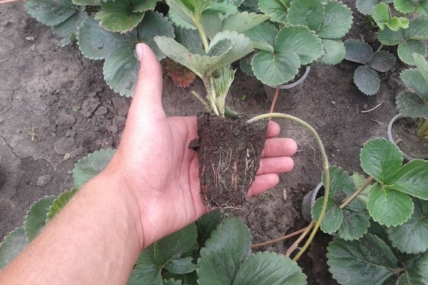 Plant Dukat kann im Frühling, Herbst und sogar im Winter sein