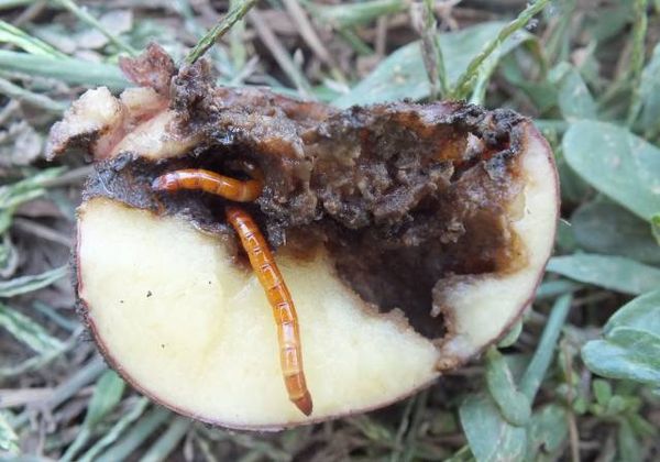 Το Wireworm αγαπά τα οργανικά υπολείμματα