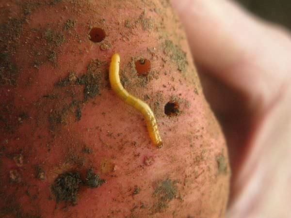 Με την ήττα των wireworm - έχασε αμέσως την παρουσίαση της πατάτας