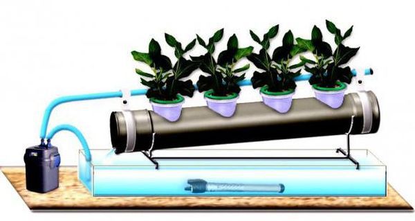Методът на култивиране се основава на метода на хидропониката.