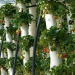 Когато се отглеждат в тръби, ягоди не са замърсени от почвата.