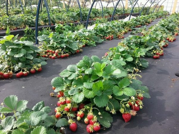 Strawberries with agrofibre