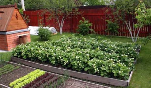 Strawberry under the agrofiber growing in the formwork