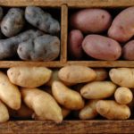 potato varieties