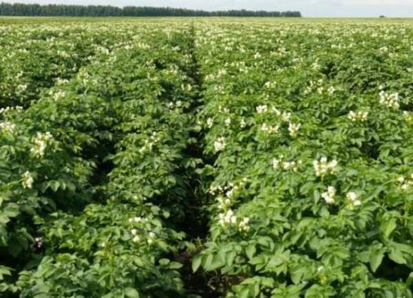 Οι θάμνοι πατάτας Impala είναι πολύ ψηλοί και αρκετά παχύρρευστοι