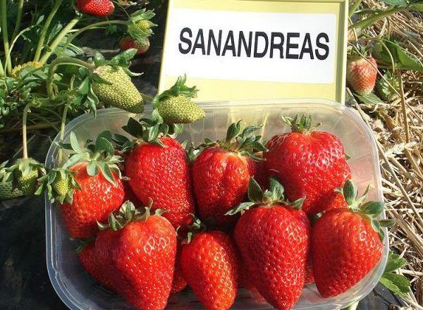  Άχυρο ποικιλίες San Andreas