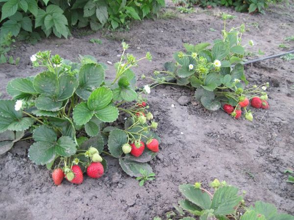 Büsche dieser Sorte erfordern ständige Pflege.