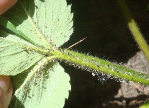 Blattläuse auf Strawberry San Andreas