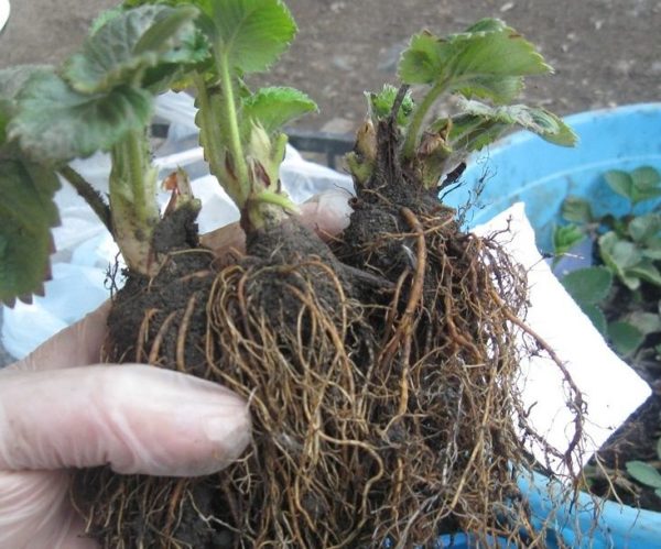 Sağlıklı çilek fidesi