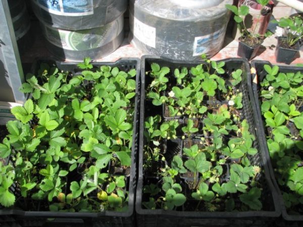 Strawberry seedlings