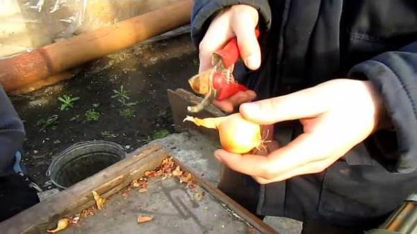 Ταξινόμηση και κοπή κρεμμυδιών