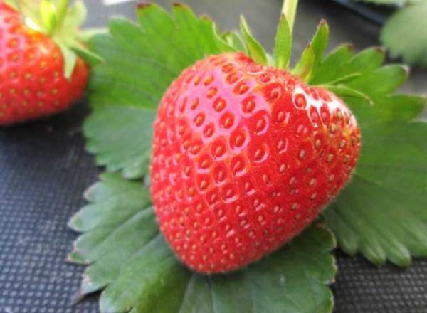  Φράουλα Μόσχα λεπτότητα