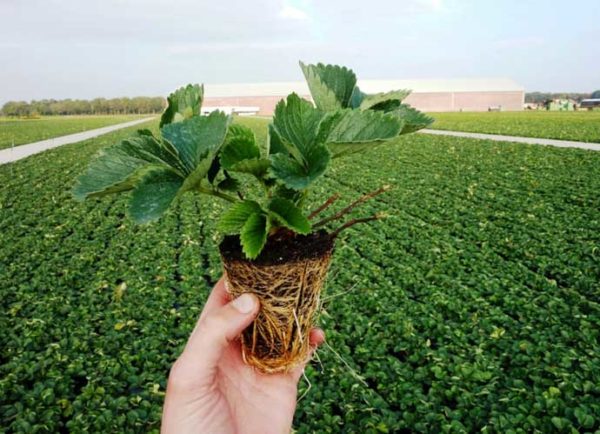 Strawberry seedlings