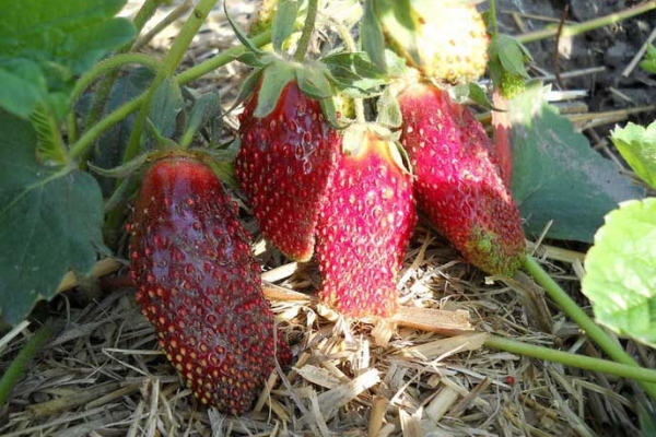 The merchant is very resistant to pests and diseases, does not respond to powdery mildew and gray rot