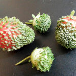 Sementes de morango na baga madura