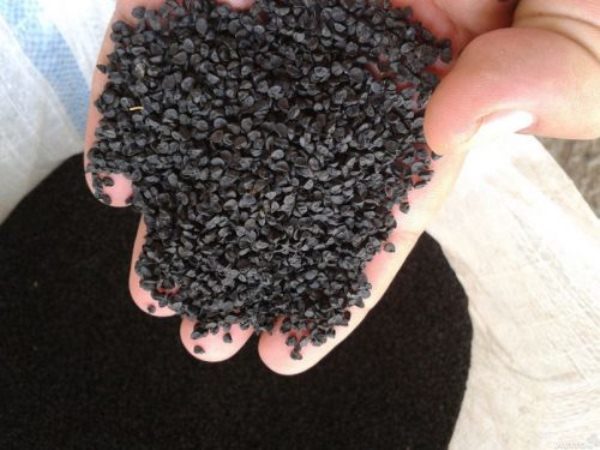 Graines d'oignon Stuttgarter