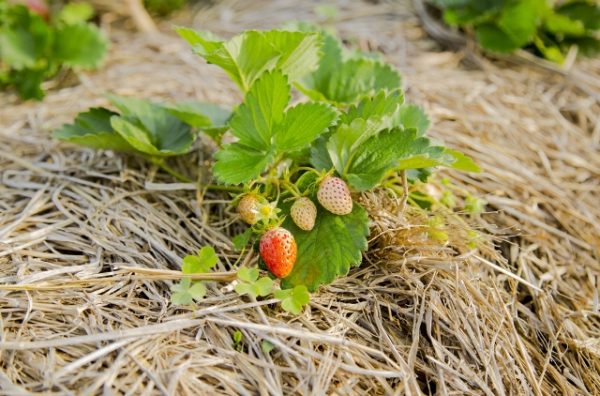 Hay Mulching