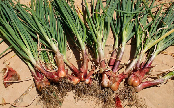 Φρεσκοκομμένα καρύδια