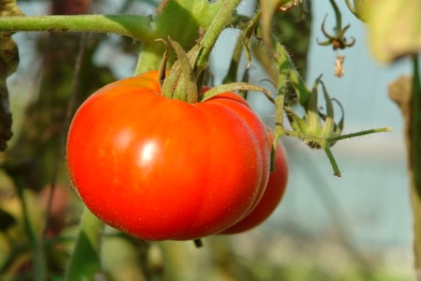  Tomato Siberian precocious: description of the variety, cultivation and care