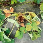 Mais très sensible à la verticillose