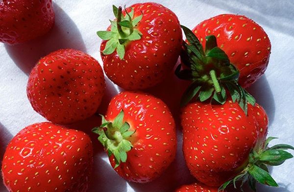 Des soins appropriés des fraises Sonata aidera à obtenir une récolte riche