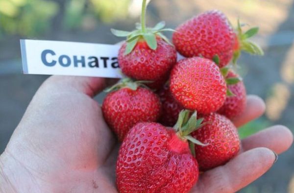 Sonata peut être cultivée jusqu'à 5 ans sans perte de rendement