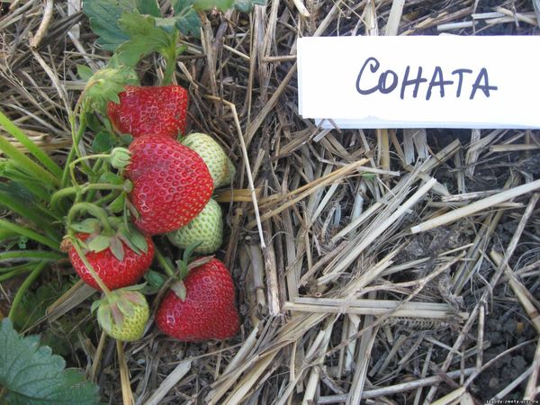 Les buissons de Sonata sont très compacts