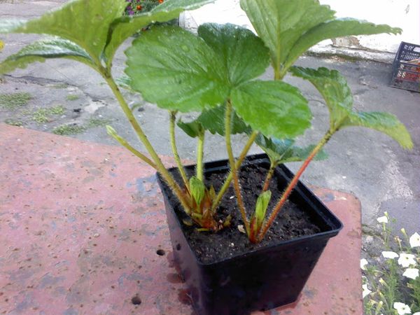 Pour la plantation, choisissez des plants sans taches ni plaque