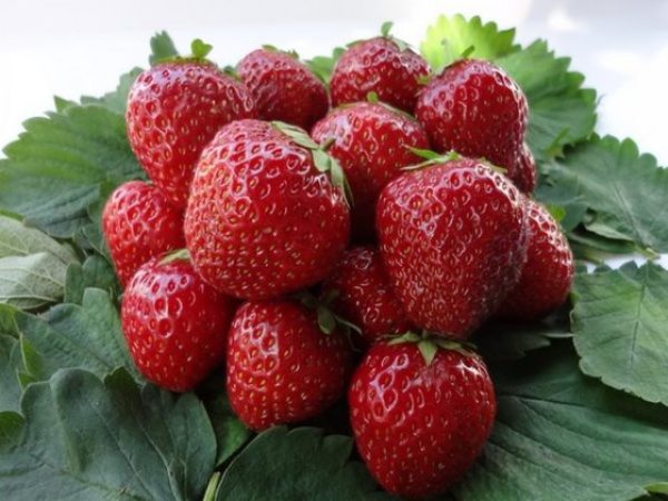 Olgun çilek kimberly