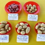 ποικιλίες πατάτας