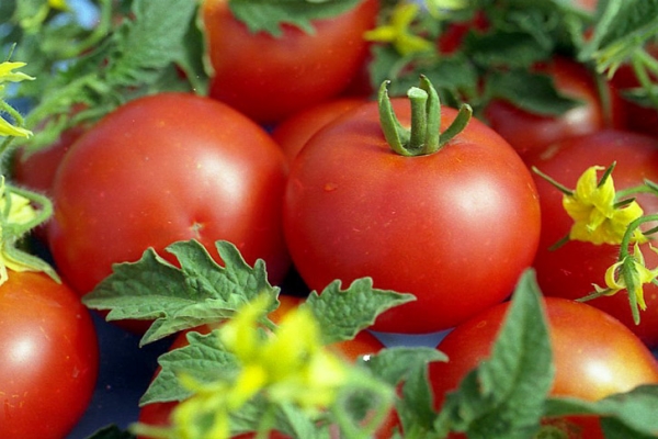 Les tomates sont utiles pour les hommes hypertendus, les hommes de plus de 40 ans