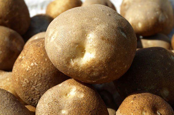 Per le patate Kiwi dovrebbe essere il più nutriente, i fertilizzanti azotati dovrebbero essere usati.