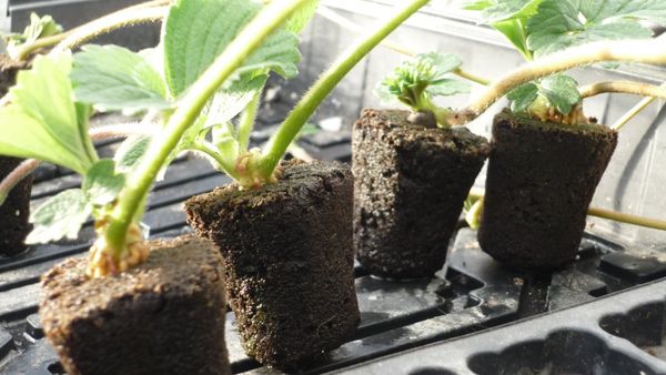 Toprak değil, hidroponik substrat kullanılır