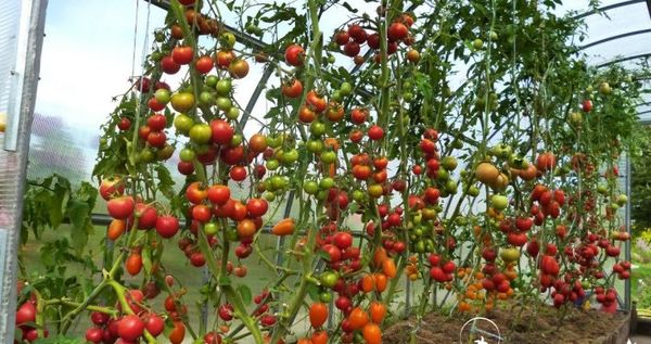 Tall tomatoes are hanging on hooks