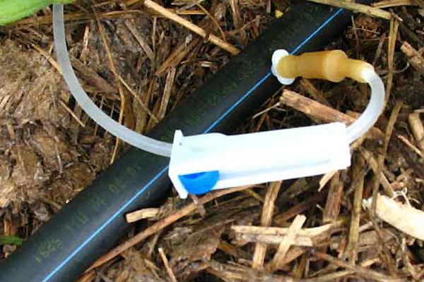 Drip irrigation can be organized independently of the hose and dropper